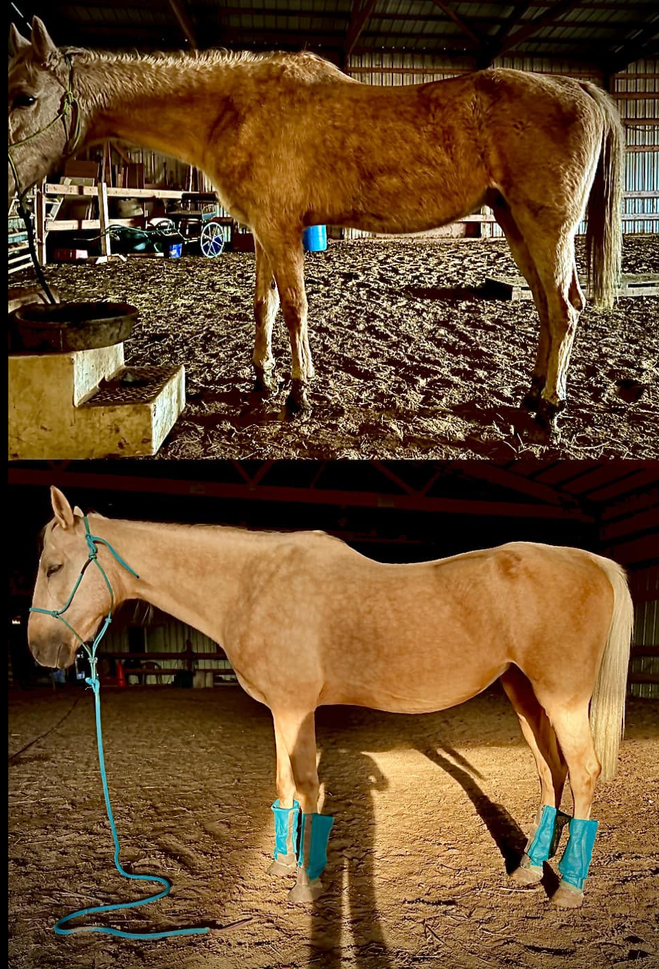 Bodywork before — horse with muscle tension
