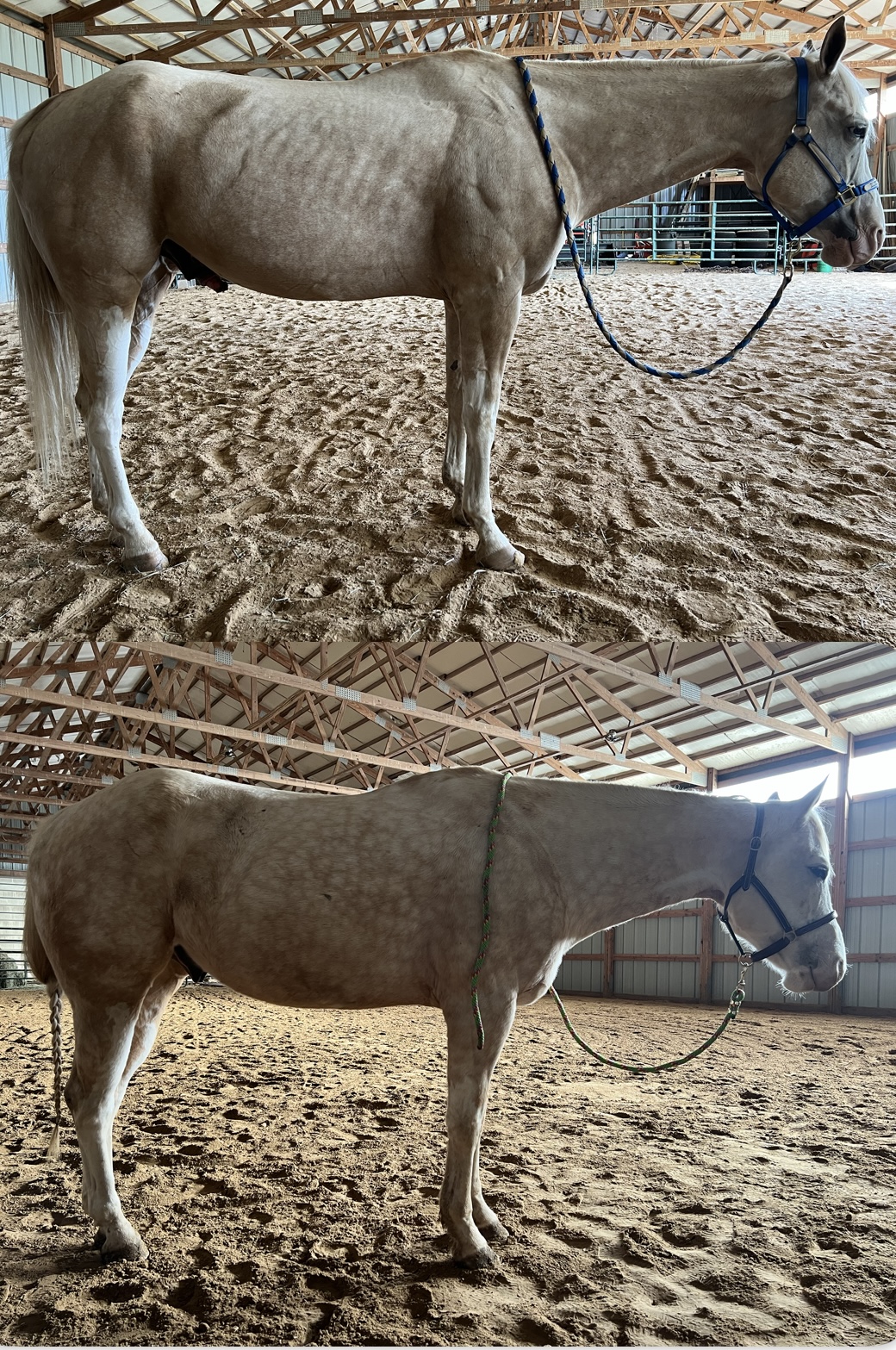 Nutrition before — horse showing coat and condition improvement