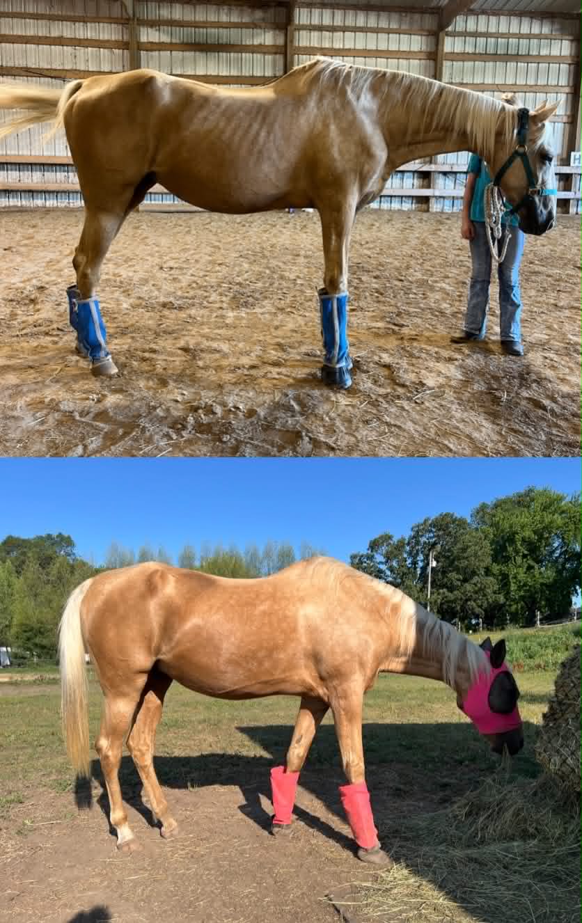 Horse featured for SHAkti Nutrition Consulting