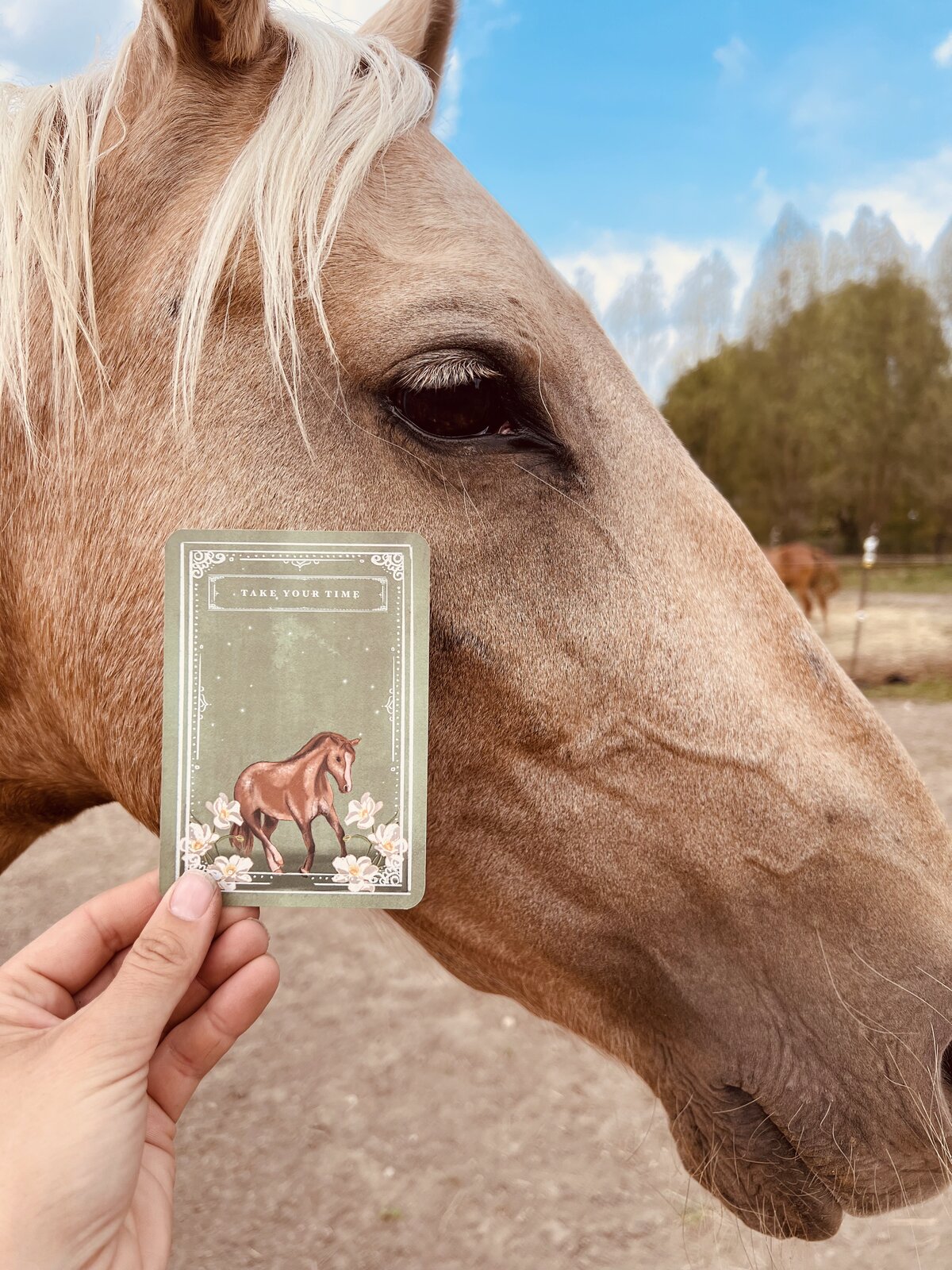 Horse wisdom card activity during the event