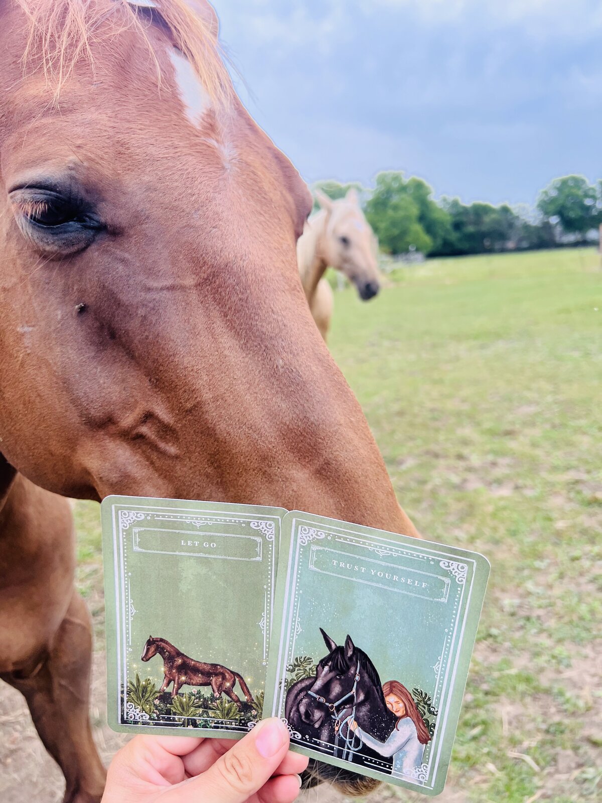 Horse wisdom cards spread during session