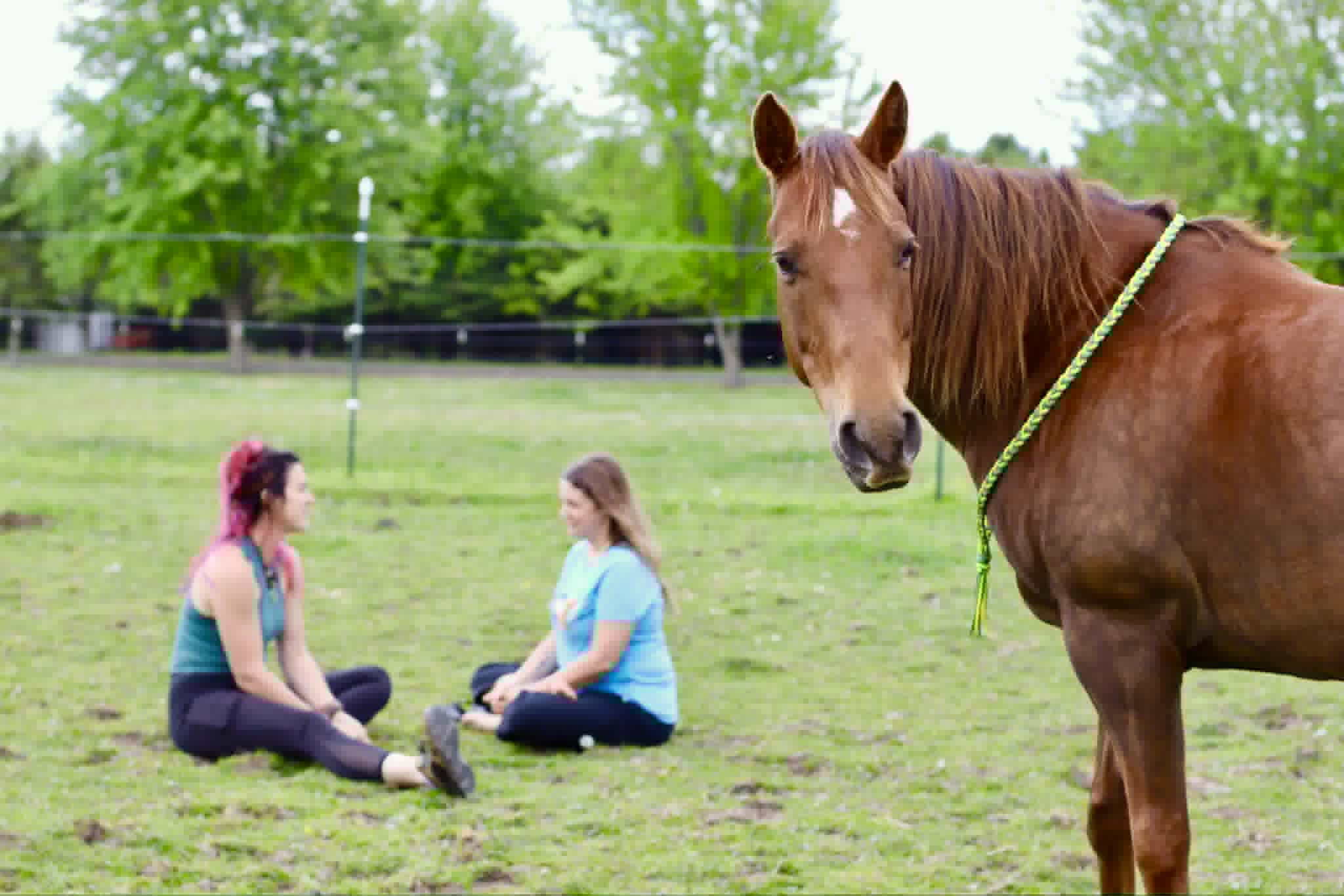 Horse observing participants seated together during the experience