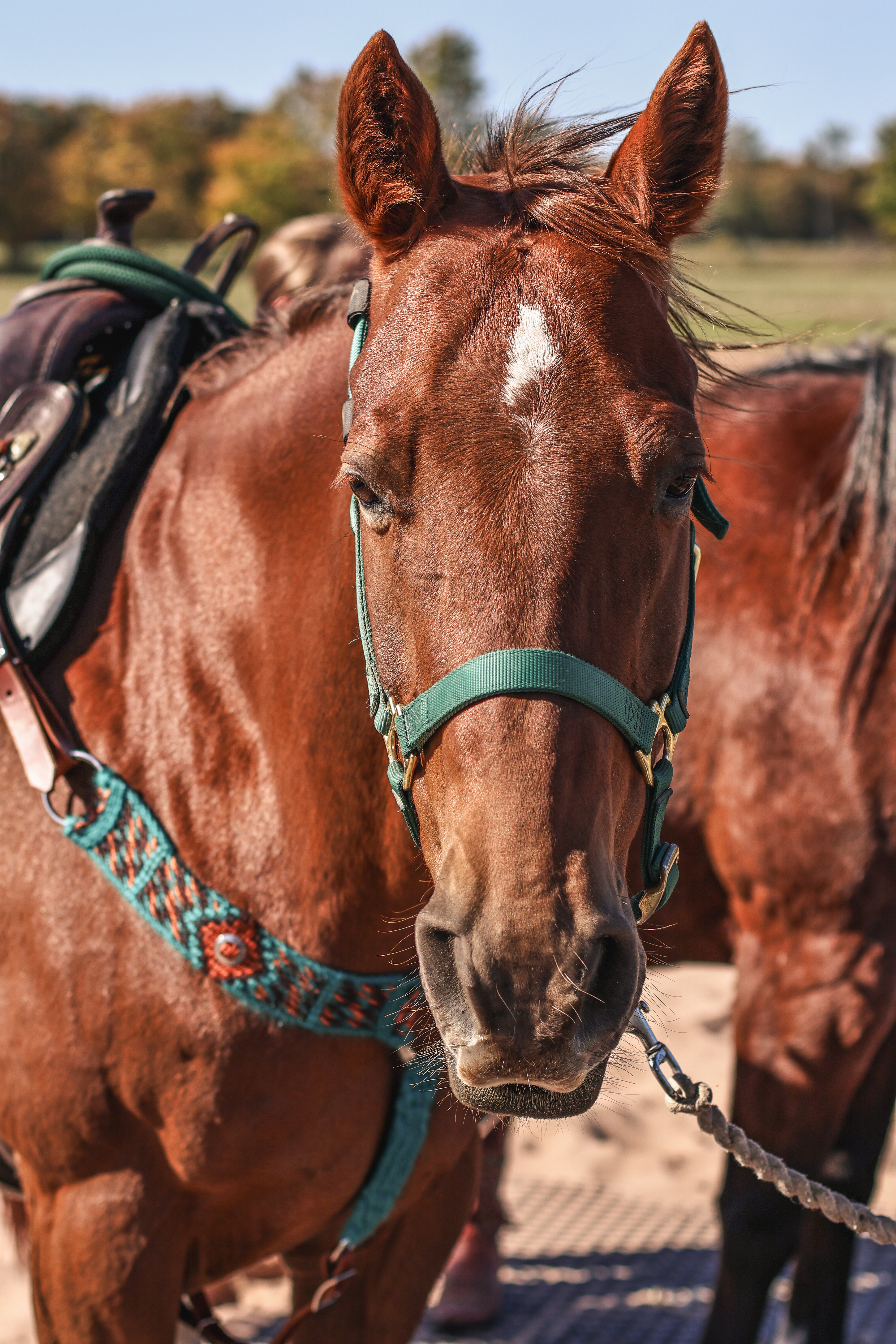 Horses thriving at pasture after nutrition consultation
